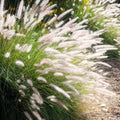 2 White Fountain Grass Plants Live for Planting, Ornamental Grass Perennial Garden, 5-9 Inch Tall