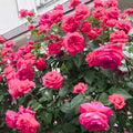 Deep Pink Climbing Rose Live Plant, Can Grow As Rose Bushes Shrubs, Fragrant Ready to Plant, Starter Size, 5 to 10 Inc Tall, Dormant in Winter