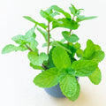 Pack 2 Peppermint Plants Live, 4-6 Inch Tall Peppermint Herb Starter Plant, Bare Root, Fragrant Mint Plants for Indoors Outdoors Gardens