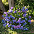 Hydrangea Live Plant in 2.5 Inc Pot, Hydrangea Tree Shrub Bush Perennial Outdoor Planting, Change Color Each Season (Purple to Pink to Blue)