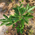Sassafras Live Tree, 1-2 Feet Tall, Deciduous Landscape Tree