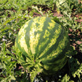 Red Watermelon Live Plant, Sweet Watermelon Seedling from 4-6 Inches Tall, Easy Care Fruit Bearing Plant for Garden Beds, 2 PPP
