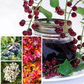 Red Chokeberry Plant Live, 9 Months Old Aronia Plants Shrub Bush, 6 to 12 Inc Plant