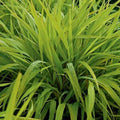 Hakonechloa Japanese Forest Grass Plant Live Starter Plant in Pot, Spring Planting, Perennial Ornamental Grasses