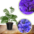 Jacaranda Tree Plant Live, 4 Inc Potted, Jacaranda Mimosifolia Purple Flowering Tree for Planting Outdoor Garden