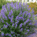 Blue Bluebeard Plant Live Flower Plant, Caryopteris Plant in 2.5 Inc Pot