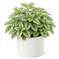 Polka Dot Live Plant, Polka Dot Plant, Small Indoor Plants, 2.5 Inches Pot for Indoor or Outdoor Houseplant (White)