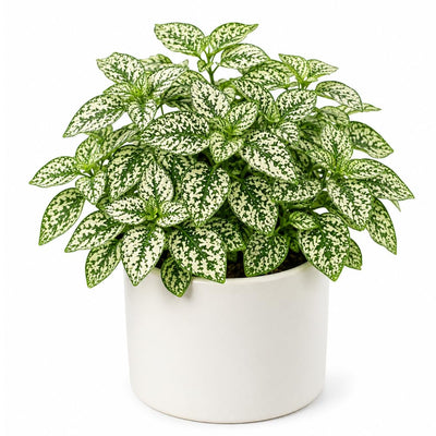Polka Dot Live Plant, Polka Dot Plant, Small Indoor Plants, 2.5 Inches Pot for Indoor or Outdoor Houseplant (White)