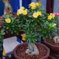 Pack 3 Mix Desert Rose Plants, 4-7" Tall Adenium Desert Rose Flowers Plant, Vibrant Bloom, No Pot, Perennial and Hardy Succulent Plant