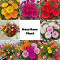 2 Random Moss Rose Plants Live, Moss Rose Purslane Flower Plant in 4 Inch Pot, Ground Cover Plant, Ideal for Containers, Hanging Baskets and Garden Beds, 4-8 Inches Tall