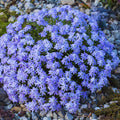 Blue Phlox Live Plant, Creeping Phlox Perennial, Blue-Purple Lavender Creeping Phlox, 1 to 3 Inc Starter Plant and Well Rooted