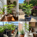 Moringa Tree Plant Live, Moringa Plant Live, 4-8 Inches Tall, Malunggay Trees Live Plants for Indoor Outdoor Growing