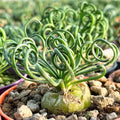 Frizzle Sizzle Albuca Spiralis Plant Live in 3 Inch Pot, Ornamental Albuca Spiralis Succulent Live Plant, Curly Grass Houseplant