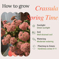 Crassula Springtime Plant, Rare Succulent Plant Live, 2 Inches Pot for Indoor Outdoor Landscape