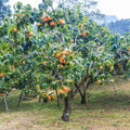 Set of 2 Persimmon Trees Bare Root, 1-2 Feet Tall Hardy Fruit Tree Seedlings for Outdoor Planting, Dormant Live Persimmon Bareroots