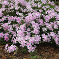 Pink White Creeping Phlox, Starter Phlox Live Plant, Well Rooted, Creeping Perennial Ground Cover
