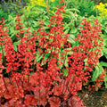 Orange to Red Heuchera Live Plant Shrubs, Coral Bells Plant Live 2.5 Inch Pot, Shade Perennial Heucherella Plant
