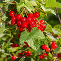 Red Currant Bush Plant, Currant Fruit Starter Plant 1 Year, Live Currant Fruit Plant, Red Currant Plant, Live Currant Plants Bush for Outdoor Garden