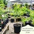 Sweet Peach Tree Live Plant, Cold Hardy Peach Tree, 1-2 Ft Tall