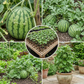Sweet Watermelon Live Plant, Watermelon Starter Plant 4-7 Inches Tall in 4 Inch Pot, Sweet Fruit Plant, Outdoor Garden Vine