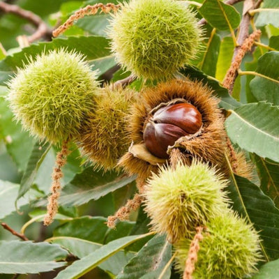 Hardy Chestnut Tree Live Plant 6-12 Inches Tall