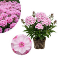 Soft Pink Phlox Plant Live 3-5" Tall, Phlox Live Plant, Flowering Perennial for Garden and Borders, No Pot