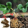Combo 10 Roots White Strawberry Carolina Pineberry Live Plants, Indoors Outdoor for Planting, Very Fragrant, Sweet Flavor