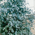 Eucalyptus Plant Live in 2.5" Pot, Baby Blue Eucalyptus Tree Live, Vibrant Blue, Fragrant, Starter Plants, Cold Hardy, Dormant in Winter