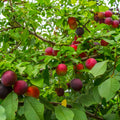 Cherry Plum Live Plant, 2-3 Ft Tall