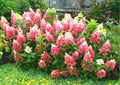 Pink to White Hydrangea Tree, Hydrangea Live Plant, Hydrange Bush in Pot, Well-Rooted Plant, Starter 6-10 Inc