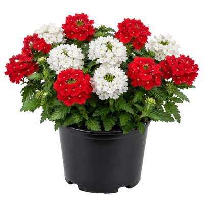 Mix Verbena Plant Live in 4 Inch Pot, Flowering Plant for Garden Beds, Patio Containers, Hanging Baskets