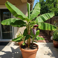 Dwarf Cavendish Banana Live Plant, Sweet Yellow Fruit Tree, 12 Inch Tall