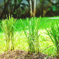 4 Lemon Grass Live Plants, Live Lemongrass Plants, 10 Inches Long, Herb Plant, Well Rooted for Planting
