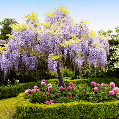 Rare Blue Moon Wisteria Vine Tree Live Plant in 2.5" Pot, Wisteria Tree Live Plant, Ready to Plant