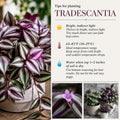 Wandering Jew Plant in 2'' Pot, Tradescantia Plant Live, Tradescantia Trailing Vine, Fast-Growing Indoor Houseplant (Purple Tradescantia Zebrina)
