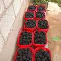 03 BlackBerry Bushes Plants Live, 4-6" in for Spring Planting, Outdoor Growing, High-yielding Blackberries Trees, (Random BlackBerry)