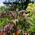 2 Purple Fountain Grass Plants, 4-9 Inch Tall Perennial Grass Clumps for Outdoor Growing, Ornamental Grasses Plants