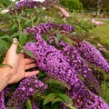 Violet Purple Butterfly Bush Live Plant Shrub, Buddleia Bush Well Rooted, 5 to 10 Inc Tall