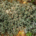 Silver Tradescantia Live Plant 2.5 Inches Pot, House Plant, Trailing Plant Live