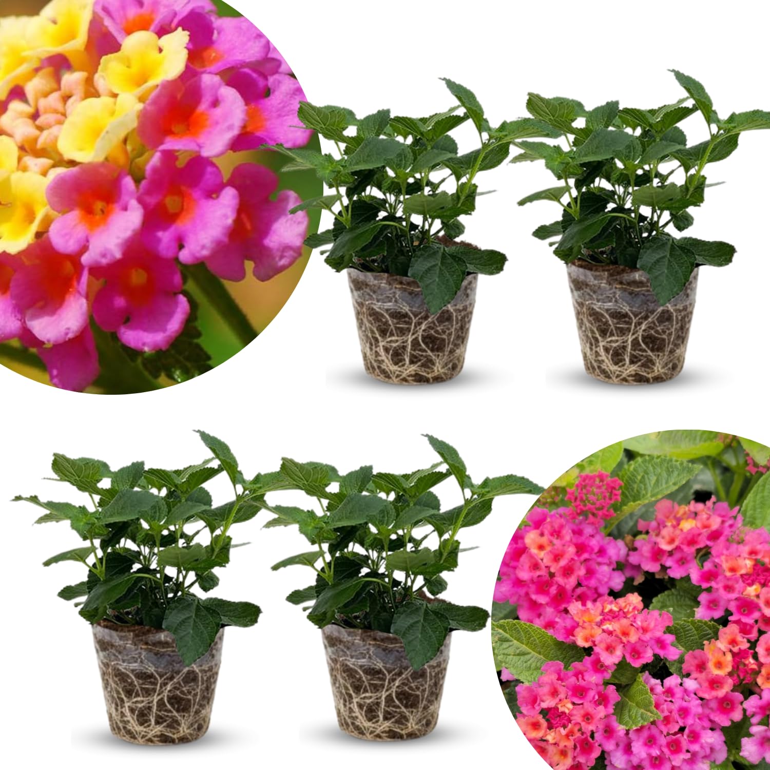2 Rose Lantana Plants Live Trees, Ready to Bloom, Hardy Long Blooming Seasons, Vibrant Colorful Perennial Fragrant, 5-10" in Tall, Full Sun Growing