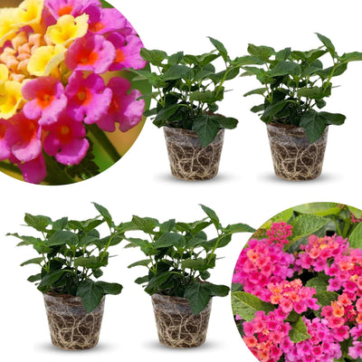 2 Rose Lantana Plants Live Trees, Ready to Bloom, Hardy Long Blooming Seasons, Vibrant Colorful Perennial Fragrant, 5-10" in Tall, Full Sun Growing