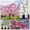 Magnolia Tree Live Plant for Planting, Magnolia Flowers Bush 6 to 12 Inches Height, in Pot, Fragrant Magnolia Shrub (Saucer Magnolia)