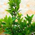 Bay Leaf Laurel Trees, Sweet Bay Leaf Plants, Laurus Nobilis Indoor Outdoor Planting 8-10 Inches