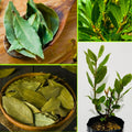 8-12" Bay Leaf Live Plants in 4" Pot, Bay Leaf Tree, 1 Year Old Sweet Bay Laurel Herb Plant, Laurus Nobilis Plant for Growing Indoor Outdoor