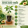 Dwarf Avocado Tree Live Plant, Outdoor Garden Tree, 6-12 Inch Tall