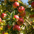 Live Honeycrisp Apple Tree, 2-3ft Tall