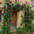 Climbing Roses Live Plant, Climbing Rose Plant Live, 5 to 7'' Tall, Fragrant Flower Bush Plants for Gardening (Purple)