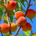 Patio Peach Live Plant, Sweet Peach Fruit Tree, 1-2 Ft Tall