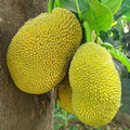 1 Year Old Jackfruit Tree Live Plant in Pot, 8-14" in Tall, Yellow Sweet Jackfruit Tropical Fruit Trees for Outdoor Planting