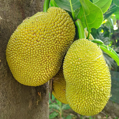 1 Year Old Jackfruit Tree Live Plant in Pot, 8-14" in Tall, Yellow Sweet Jackfruit Tropical Fruit Trees for Outdoor Planting